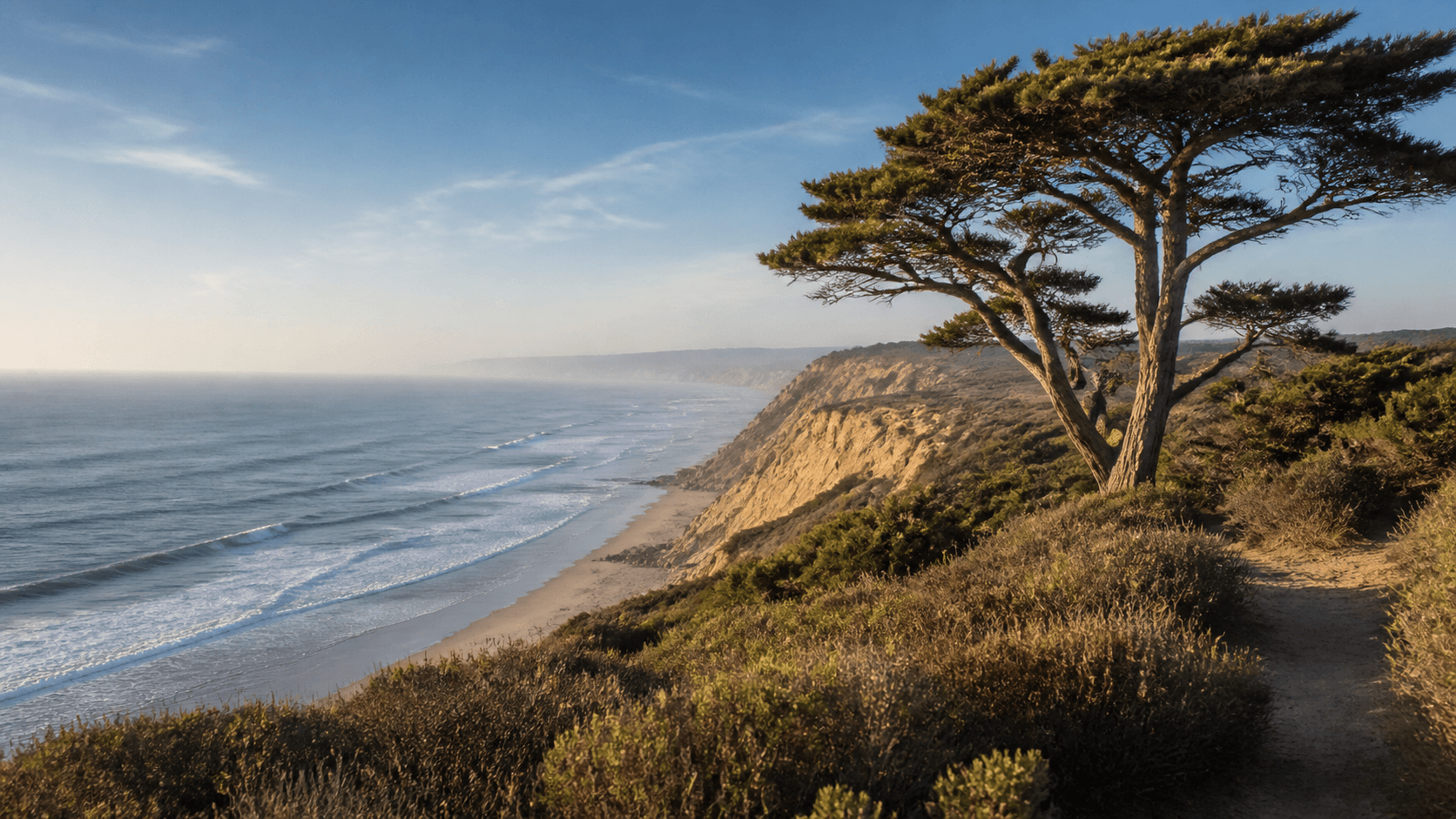 Illustrative regional view of a Torrey pine above Southern California sandstone bluffs and the Pacific.